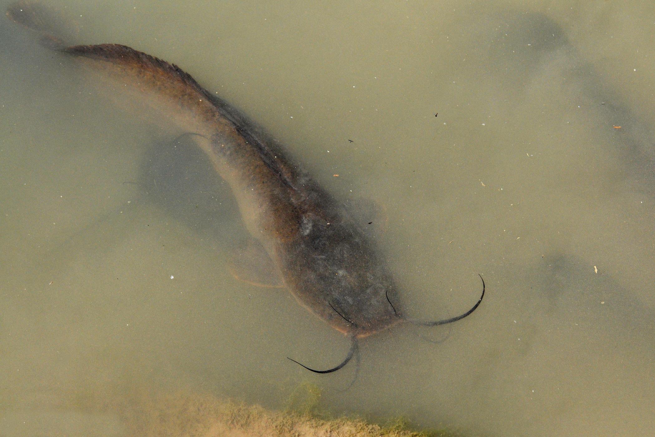 白鲶鱼图片(胆子贼大) - 去钓鱼