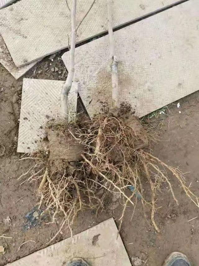 为什么10楼风水最好，风水最旺的房子10楼（家门口种棵“吉祥花”）