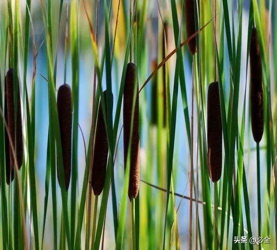 水生植物有哪些，常见的水生植物有哪些（水生植物大全）