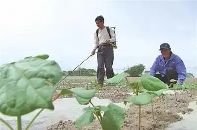 草甘膦钾盐与草甘膦铵盐有什么区别，草甘膦钾盐和草甘膦铵盐可以混合在一起使用吗（以及胺盐、钾盐和异丙胺盐是怎么回事）
