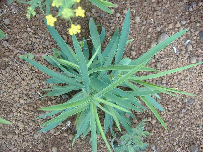 种什么药材***挣钱,药材种植项目大分享(一)值得投