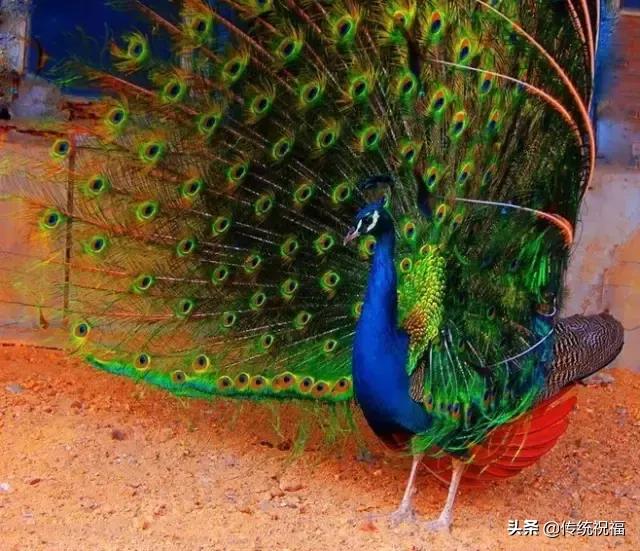 为什么雄性白孔雀也会开屏，孔雀开屏都是雄的吗（白孔雀开屏，太美了）