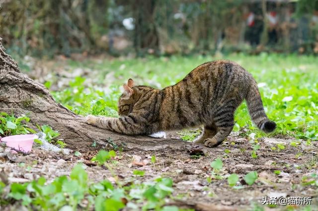 猫咪正确使用猫抓板的十个原则，猫咪为啥要用猫抓板（哪种才是猫咪真爱）
