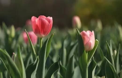 各种花的花语，各种花的花语爱情（史上最全花语大全）