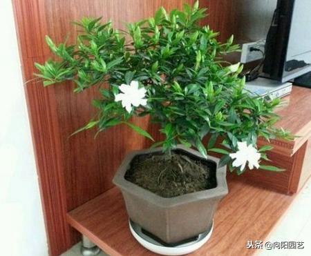 栀子花的寓意，扦插寓意很好的三种植物（栀子花的样子描写）