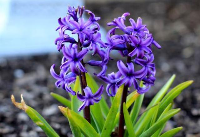 天堂鸟花语，天堂鸟花图片（你知道大自然中这些花的花语吗）