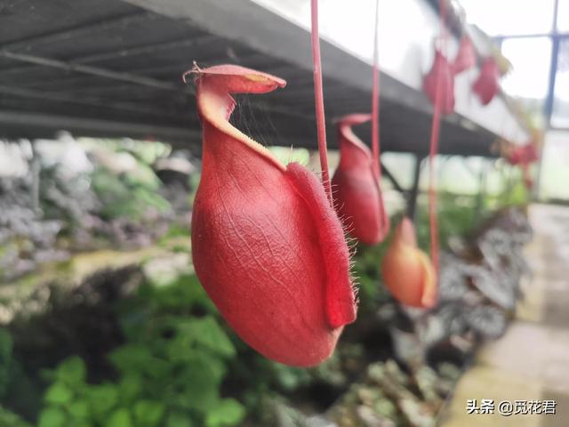 猪笼草（猪笼草图片，不同的生长状态（猪笼草的草的图片）