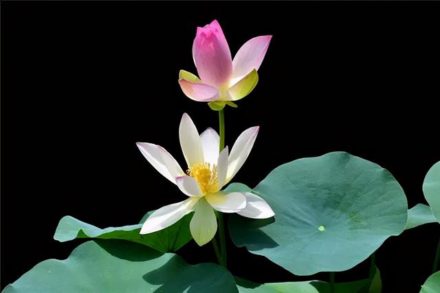 澳门的市花是什么，澳门的市花是什么名字（二十一届澳门荷花节体验这个莲花宝地）