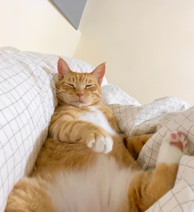 可爱表情包.抱我的小猫腿舔我的jio，微信头像，可爱表情包.抱我的小猫腿舔我的jio（却把评论区逼成了恋jio癖哈哈哈）