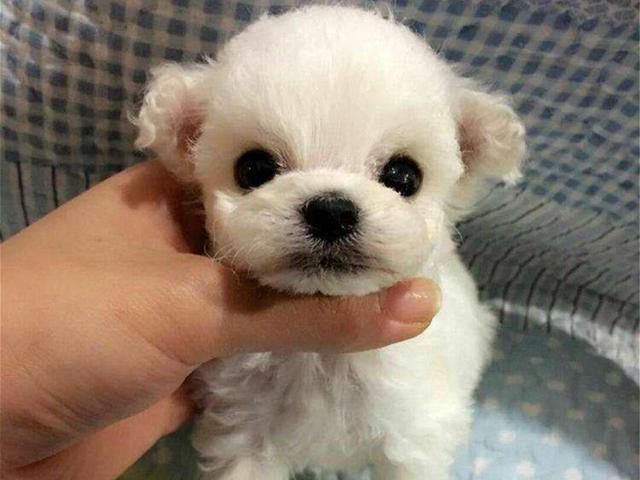 杯子狗（杯子狗寿命，爱狗狗则不应该养茶杯（杯子狗寿命多长）