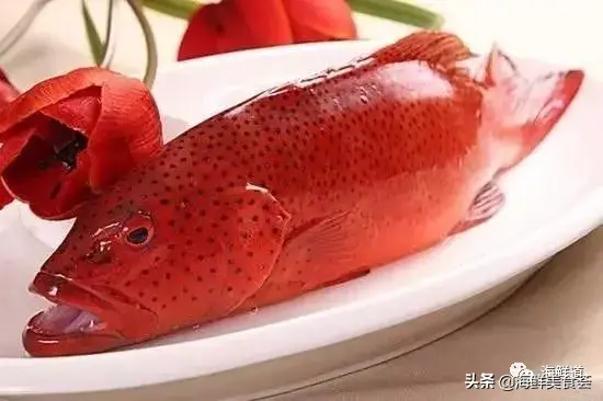 海鲜种类大全(市场常见的102种海鲜)