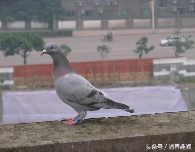 鸽子可以吃大米吗，鸽子吃大米吗（养鸽子想省钱，很简单但不提倡）