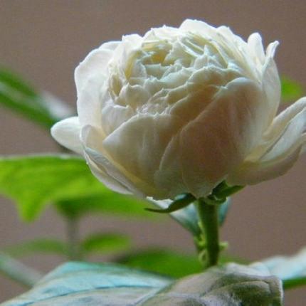 茉莉花的养殖方法和注意事项，冬天茉莉花的养殖方法和注意事项（茉莉花的养殖方法和技巧有哪些）