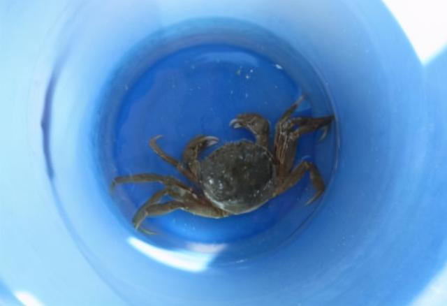 螃蟹离开水最多能活几天，螃蟹离开水能活多久（放7天仍是鲜活的）