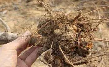 美人蕉常见病害之花叶病，美人蕉叶子叶边枯（花木病害类识别与防治）