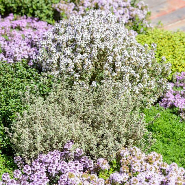 法香是什么菜，法香是香菜吗（这12种香料盆栽）