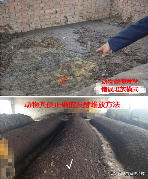 猪粪发酵剂(玉米秸秆发酵饲料喂猪)