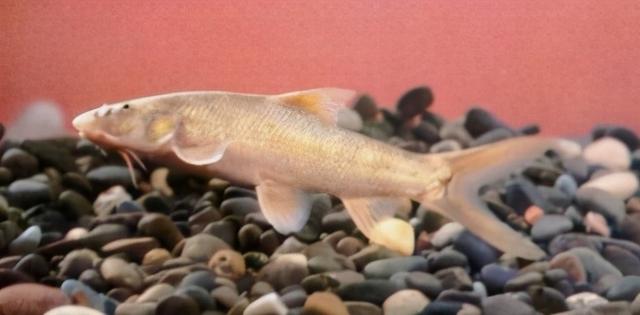 淡水观赏鱼种类，淡水观赏鱼的种类大全！（中国淡水观赏鱼图集<一>）