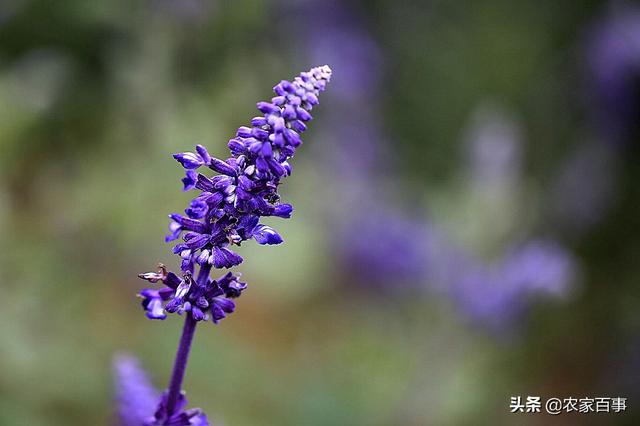鼠尾草的功效与作用，鼠尾草是什么（称是“一种能让人变美的植物”）