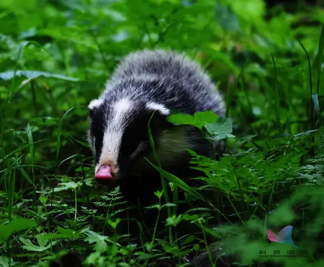 猹是什么动物，獾是什么动物图片（鲁迅笔下的猹原来长这样）