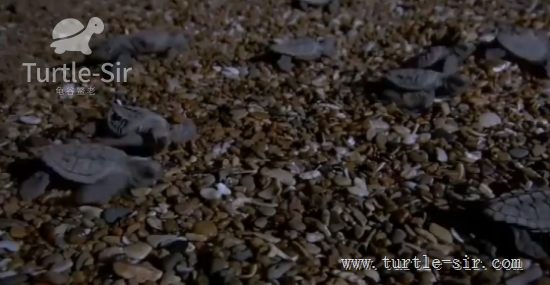 世界上最大的乌龟，世界上最大的蜘蛛（世界上最大的蛇）