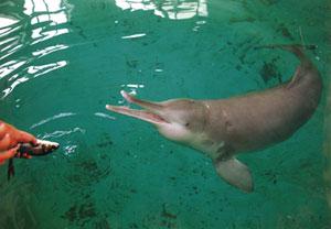 白鳍豚的鳍是白色的吗，白鳍豚是不是（中华白鳍豚）