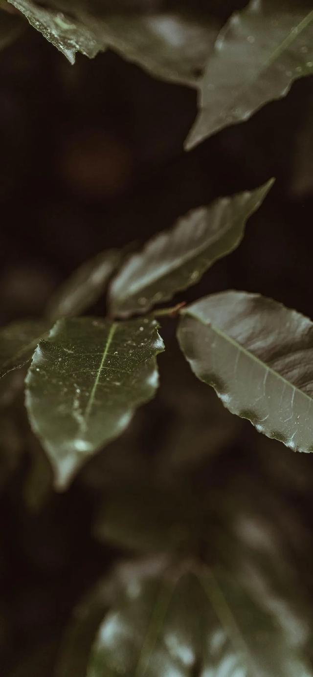 唯美植物花类头像微信，唯美植物花类头像（小清新绿色护眼植物+唯美绽放的瞬间​​​）