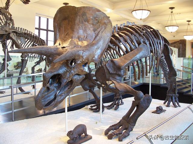 triceratops，triceratops是什么恐龙（三角龙能反杀霸王龙）