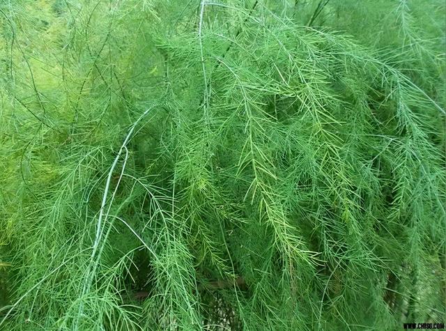 芦笋需要去皮吗，芦笋是否需要去皮（才发现很多人没吃过芦笋）