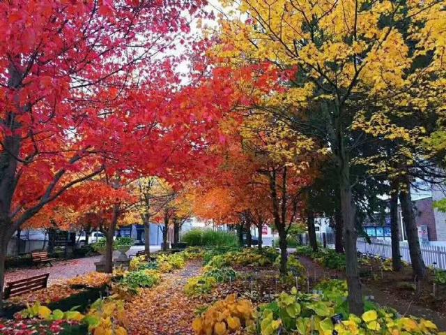 在温莎大学上学是怎样的一种体验，温莎大学入学要求（去温莎大学就读是怎样一种体验）