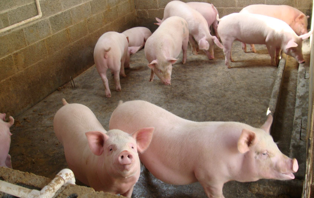 泔水桶是什么意思，部队锅食材（辟谣：禁止泔水养猪）