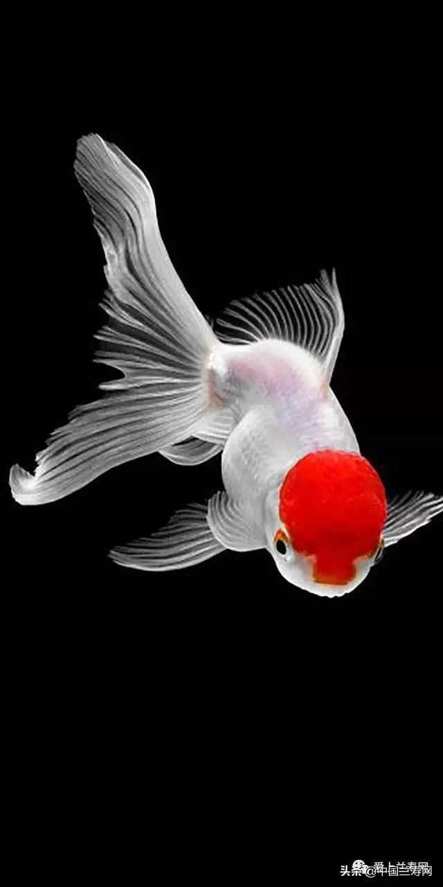 鹤顶红金鱼有哪些特点，凤鹤金鱼和鹤顶红区别（金鱼品种介绍之）