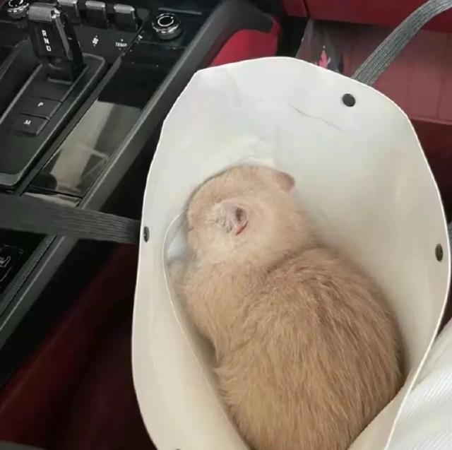 可爱表情包.抱我的小猫腿舔我的jio，微信头像，可爱表情包.抱我的小猫腿舔我的jio（却把评论区逼成了恋jio癖哈哈哈）