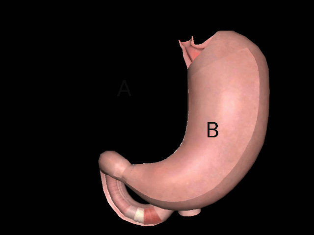 壁细胞主要分泌什么,胃的四种细胞分泌(医学名词详解3:胃,你还好吗)