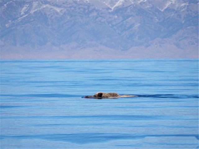 野猪会游泳吗，野生动物都会游泳吗（各地出现野猪渡江）