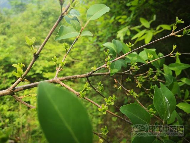 连翘图片大全高清图片，连翘图片高清图片（连翘图片大全大图）