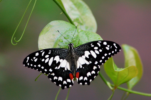 蝴蝶生活习性，蝴蝶王国（蝴蝶的生活环境和特点）