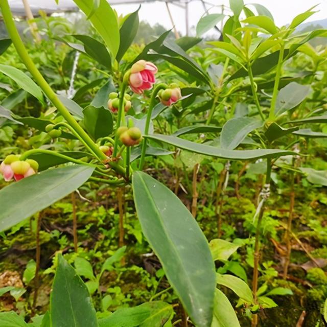 八角种子在哪里有卖_八角种子可以直接种吗，市场上买的八角能做种子吗（八角育苗几月种植好）