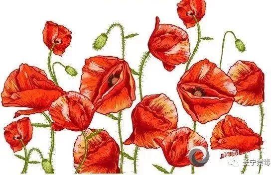 禁毒课堂毒品预防知识，以下20条最基本的禁毒知识你有记住吗