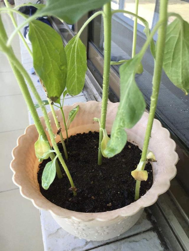 向日葵种植方法和注意事项，向日葵种植方法和注意事项有哪些（栽种向日葵需要满足哪些条件）