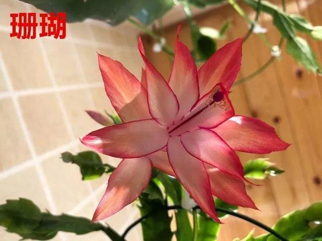 蟹爪兰图片，蟹爪兰你不知道的品种（蟹爪兰支架图片大全）
