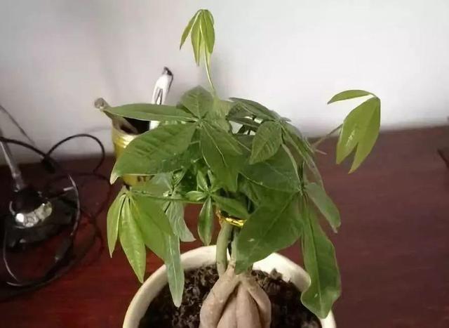 发财树叶子有黄斑是怎么回事，发财树叶子发蔫下垂怎么办（加点淘米水，10天恢复绿油油）