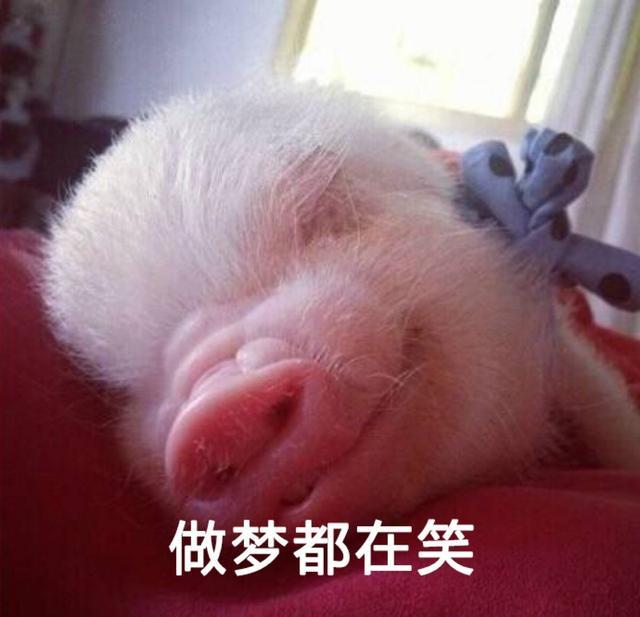 可爱猪猪头像微信，可爱猪猪头像（见过那么多猪）
