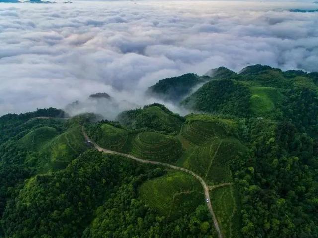 贵州十大名茶，贵州有哪些名茶（贵州这些名茶，你喝过几种）