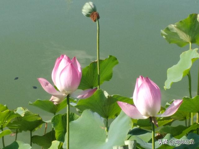 被誉为孤篇盖全唐的是哪首诗，以孤篇盖全唐是哪首诗（张若虚《春江花月夜》为何享有“孤篇压全唐”的美誉）