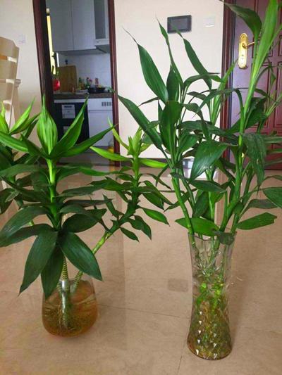 富贵竹的寓意是什么，5根富贵竹的寓意是什么（富贵竹寓意好代表福运、财富）