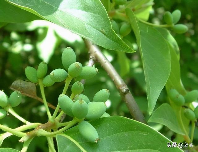 常绿树有哪些，庭院常青树有哪些（常见的秋色叶树种有哪些）