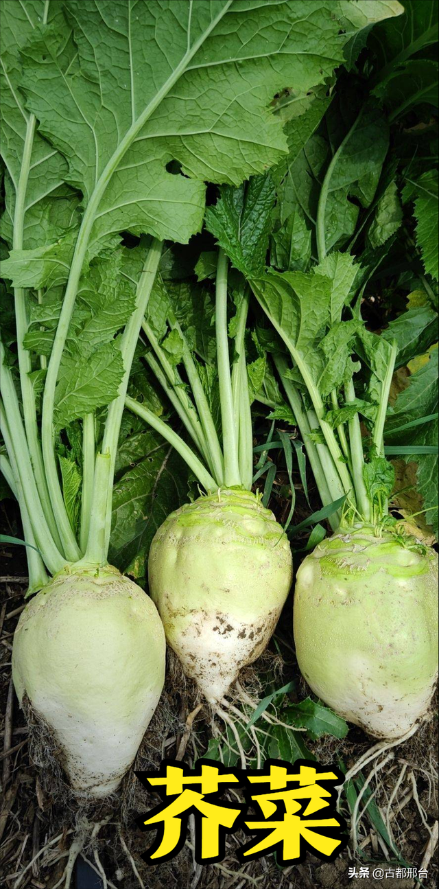 什么是卷心莴苣，卷心莴苣图片（古代邢台人最爱吃的几种蔬菜）