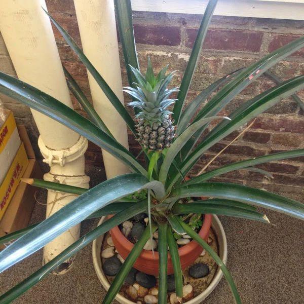 菠萝盆栽种植技术，夏季养护菠萝盆栽的4个简单步骤