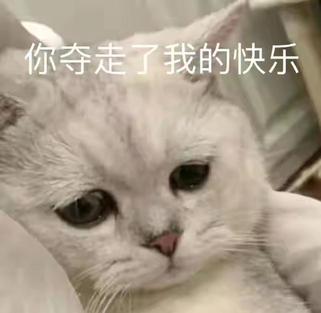 表情包很火的那只猫，最近很火的猫猫表情包（小猫咪可爱表情包）